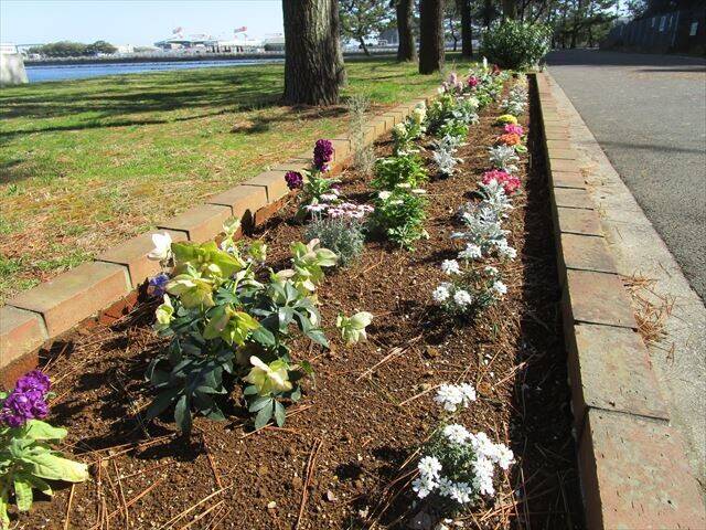 海岸花壇.jpg