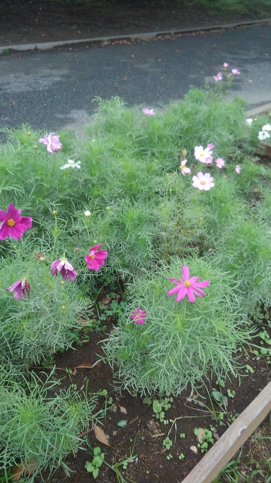 コスモス1.jpg