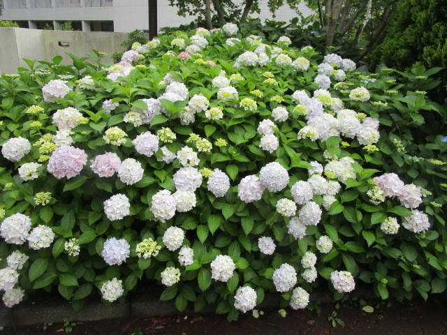 300531あじさい4.jpg