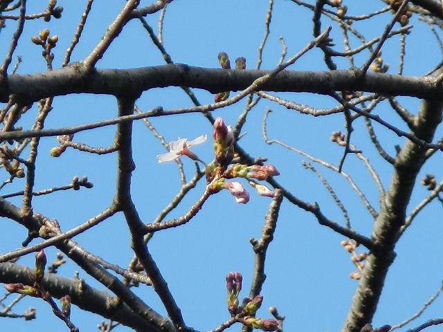 3月16日基準木花.jpg