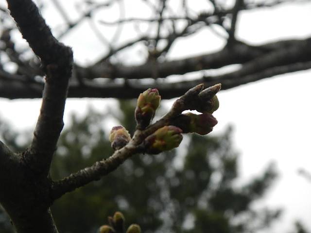 3月12日つぼみ.jpg