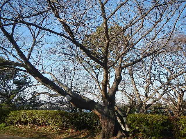 野島公園 サクラ開花情報21 3月3日 ブログ 野島公園 旧伊藤博文金沢別邸公式サイト 公益財団法人 横浜市緑の協会