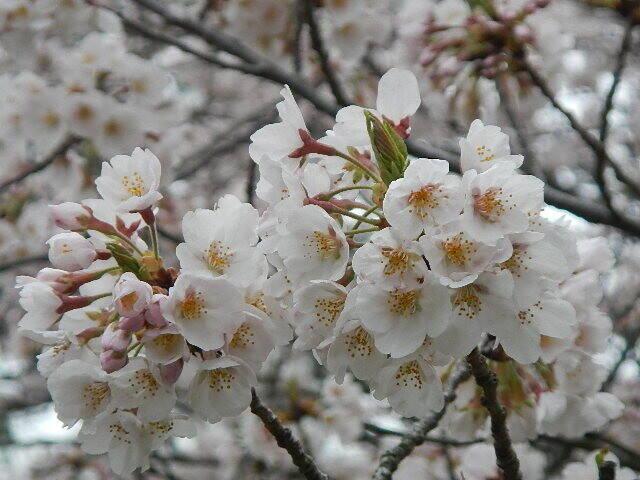 3月31日基準木花.jpg