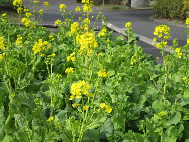 290223春が来た菜の花