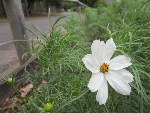 0829コスモス.jpg