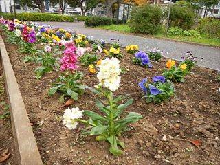 秋花苗4.jpg