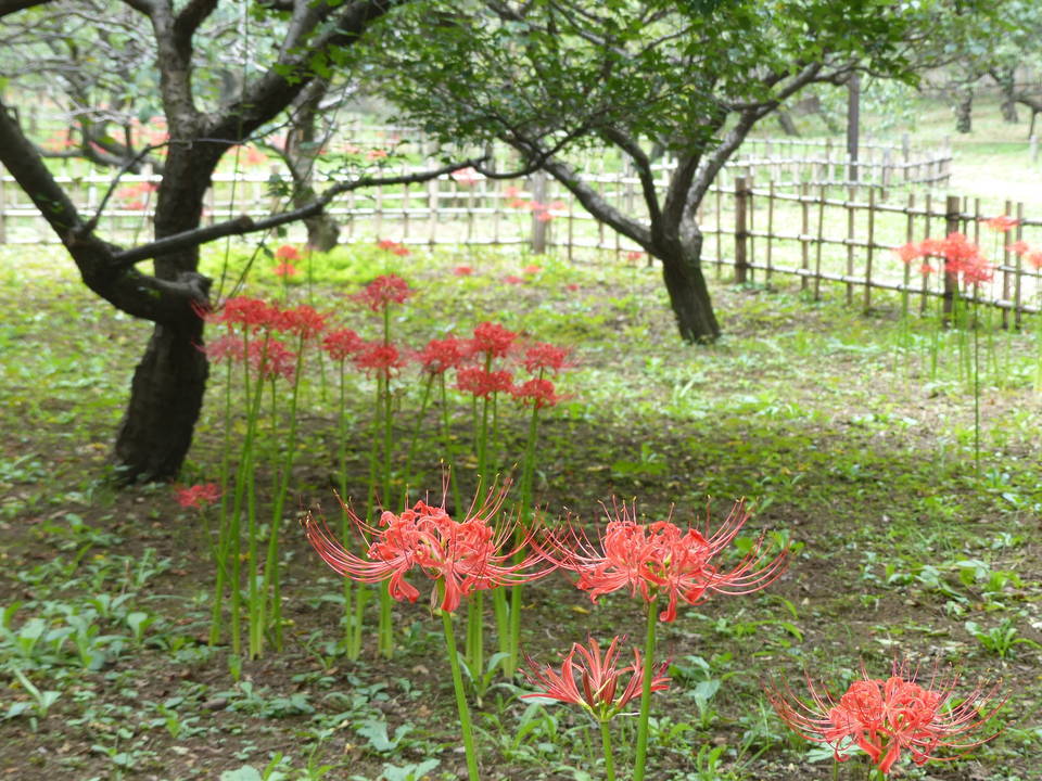 ヒガンバナの写真1