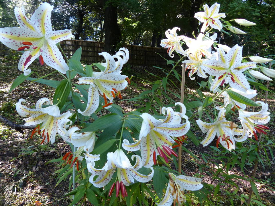 ヤマユリの写真1