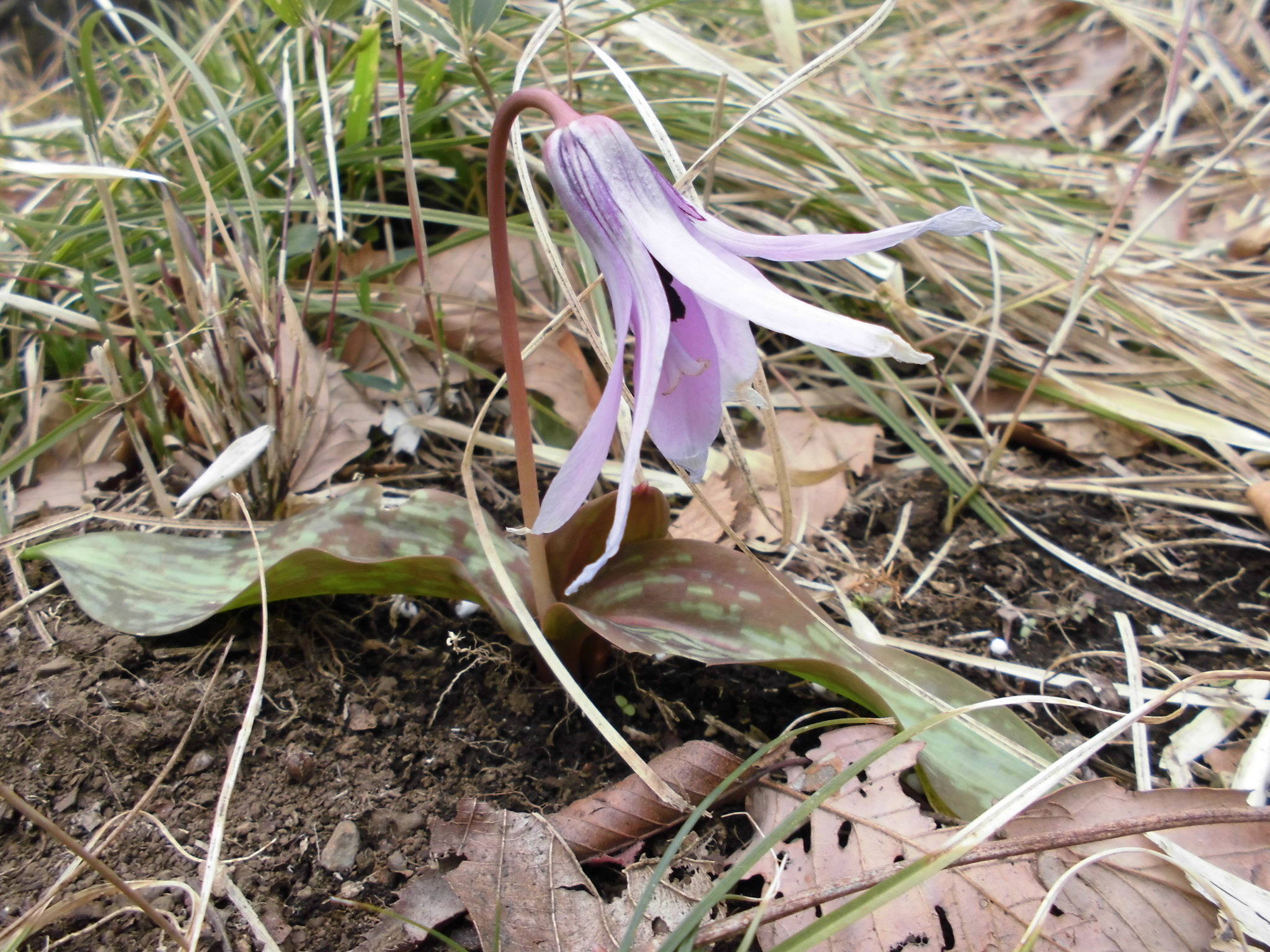 カタクリの写真1