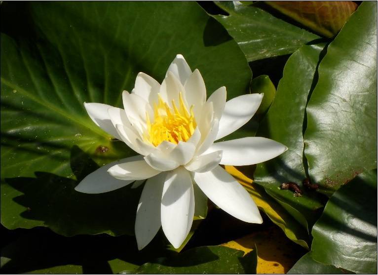 スイレン|本牧市民・臨海公園|植物紹介 よこはま 公園・スポーツ