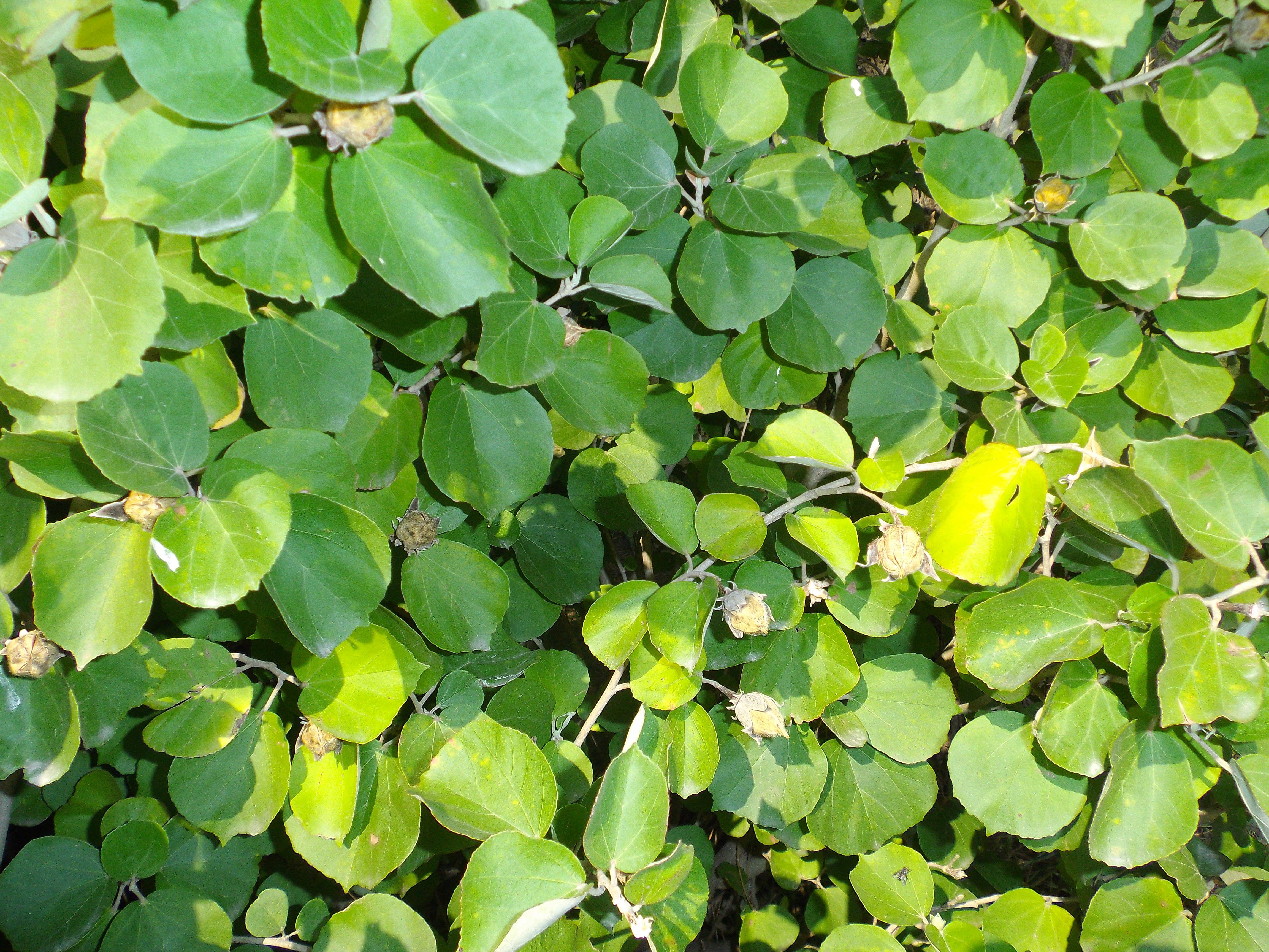 ハマボウの写真1