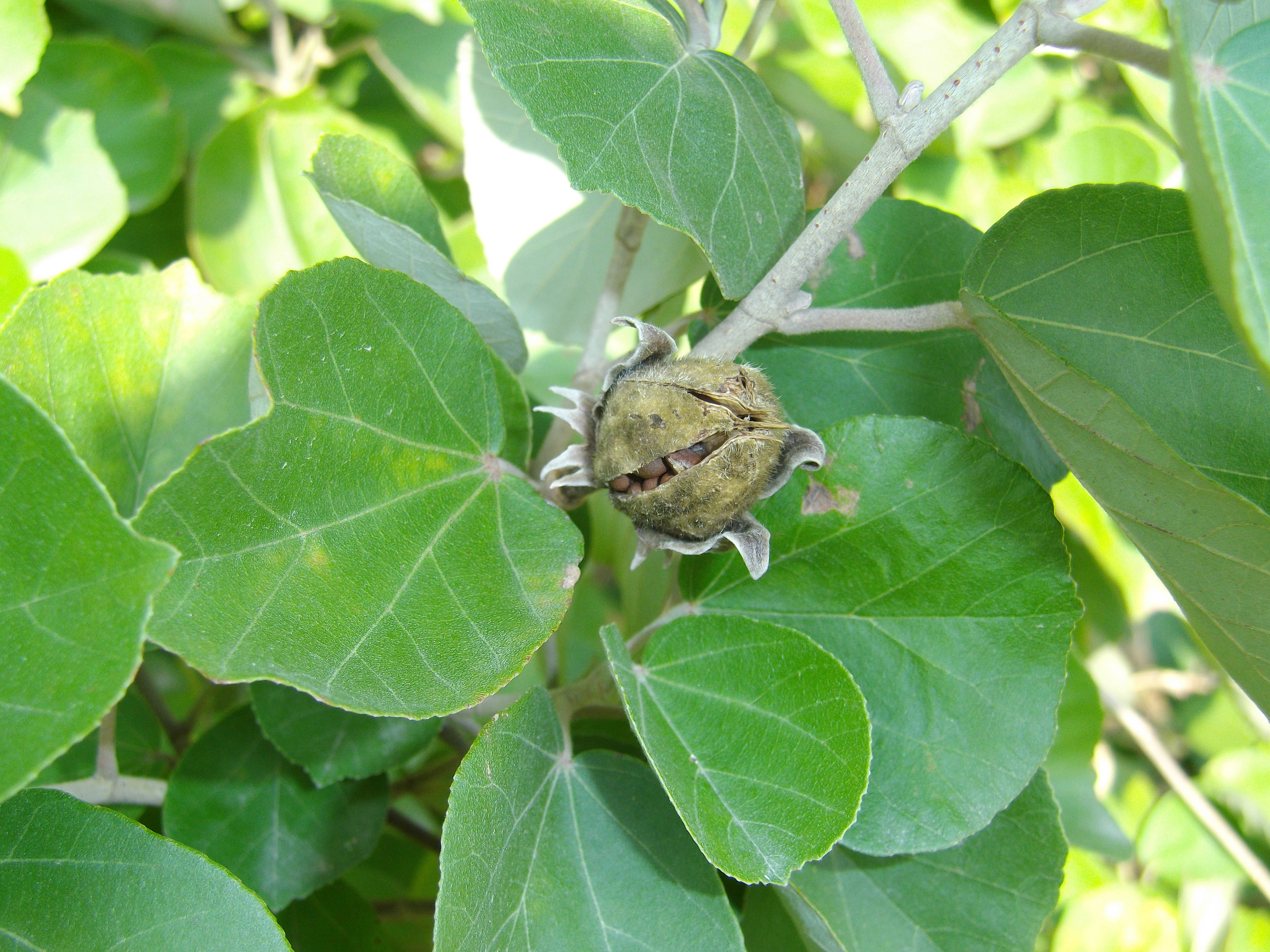 ハマボウの写真2