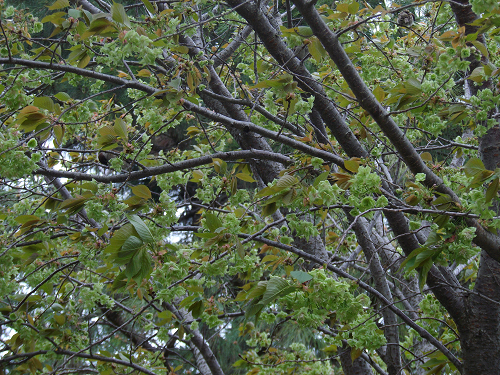 ギョイコウの写真1