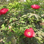 ボタン・シャクヤク