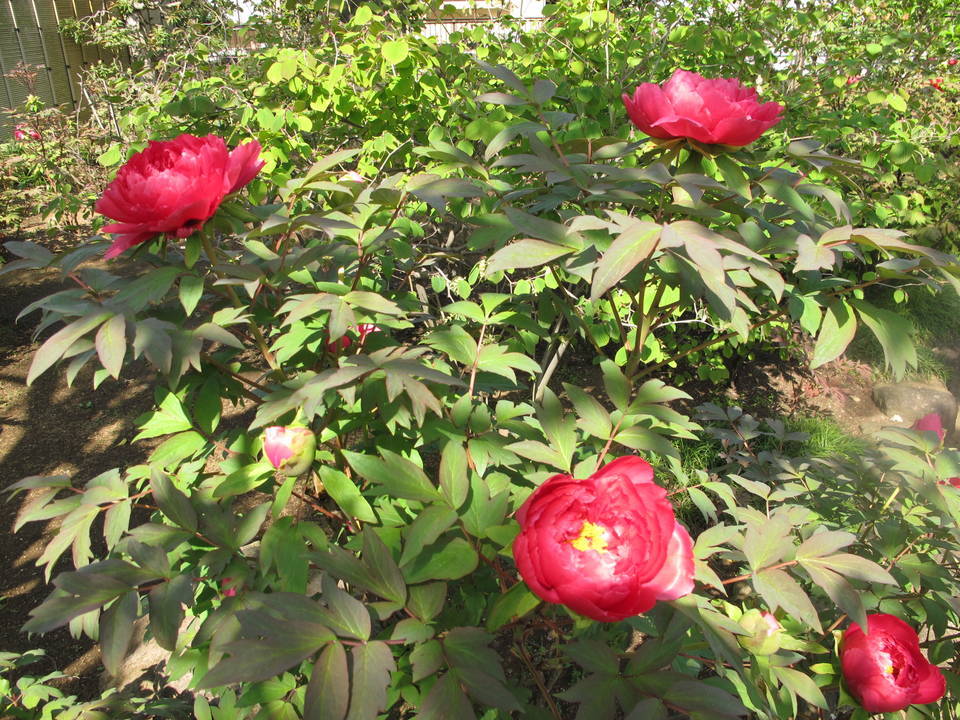 ボタン・シャクヤクの写真1