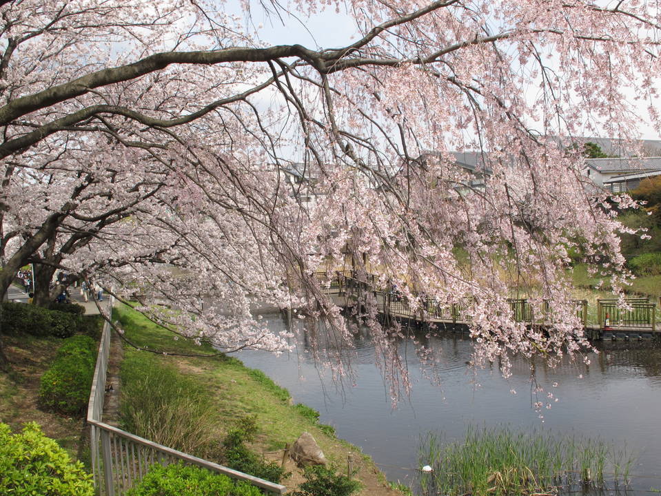シダレザクラの写真1