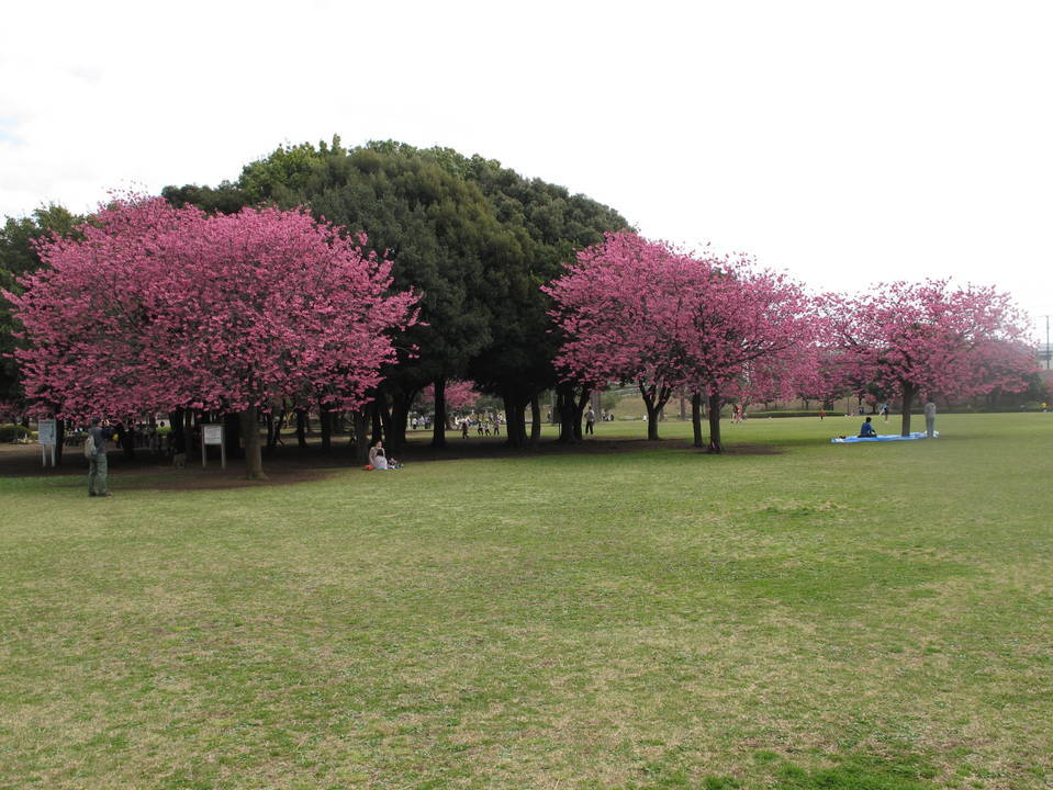 ヨコハマヒザクラの写真1