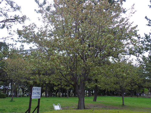 ギョイコウの写真2