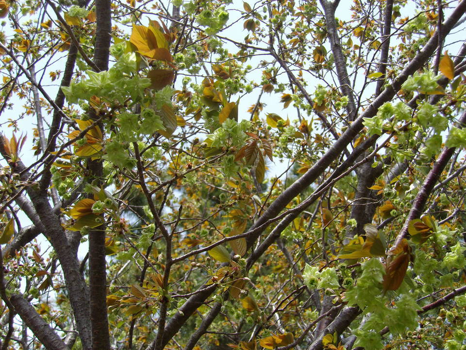 ギョイコウの写真3