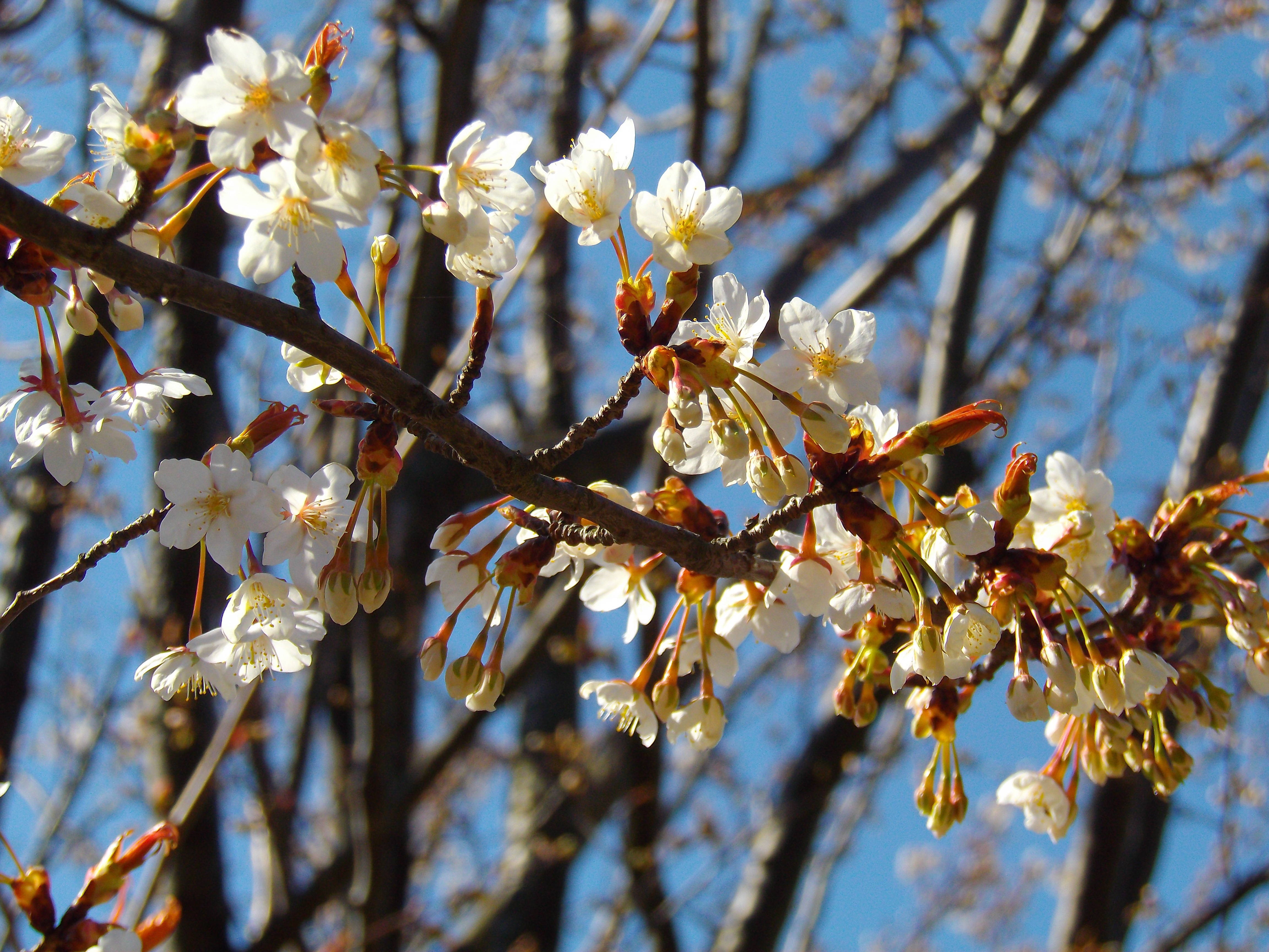 ヤマザクラの写真1