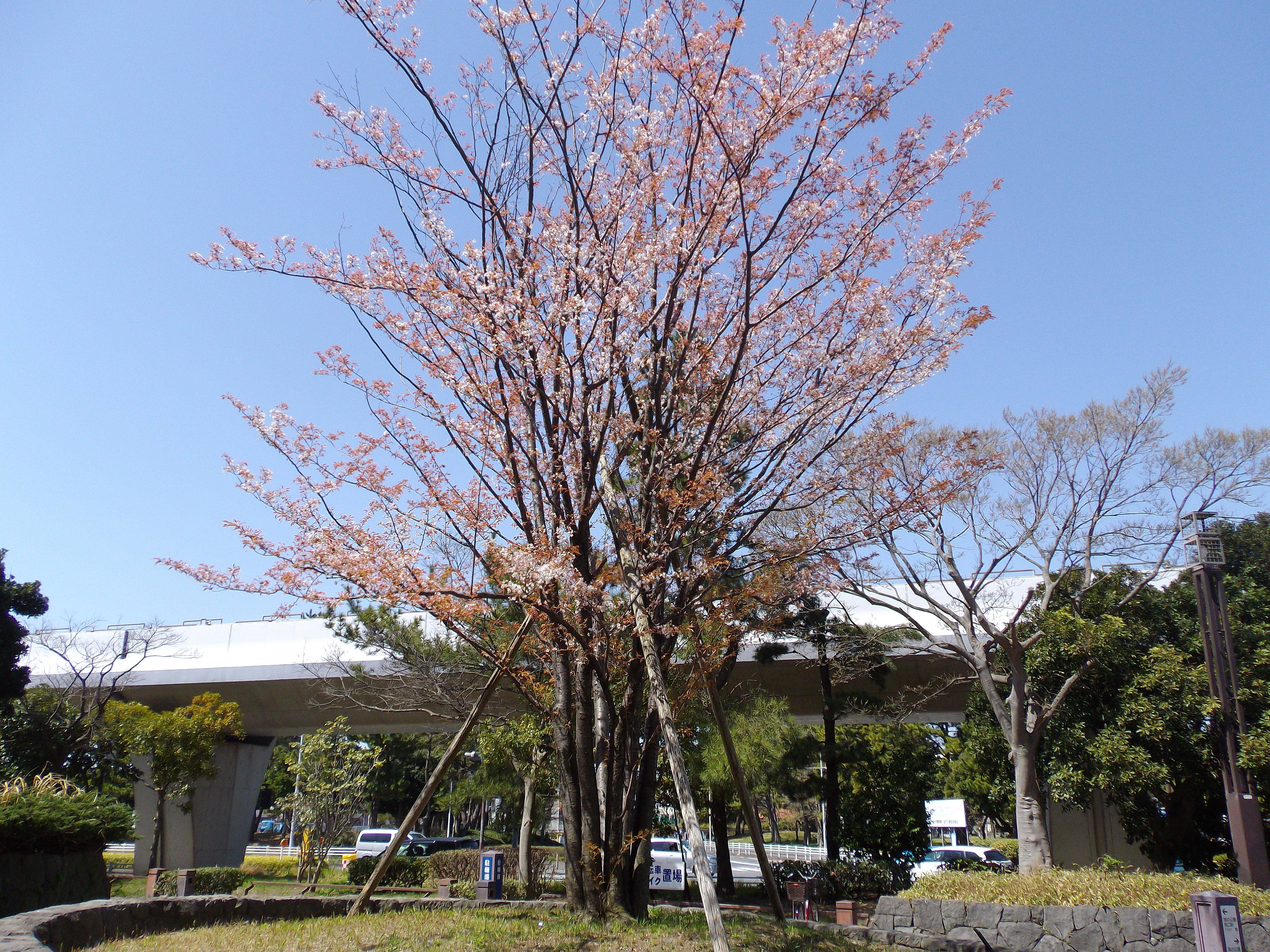 ヤマザクラの写真3