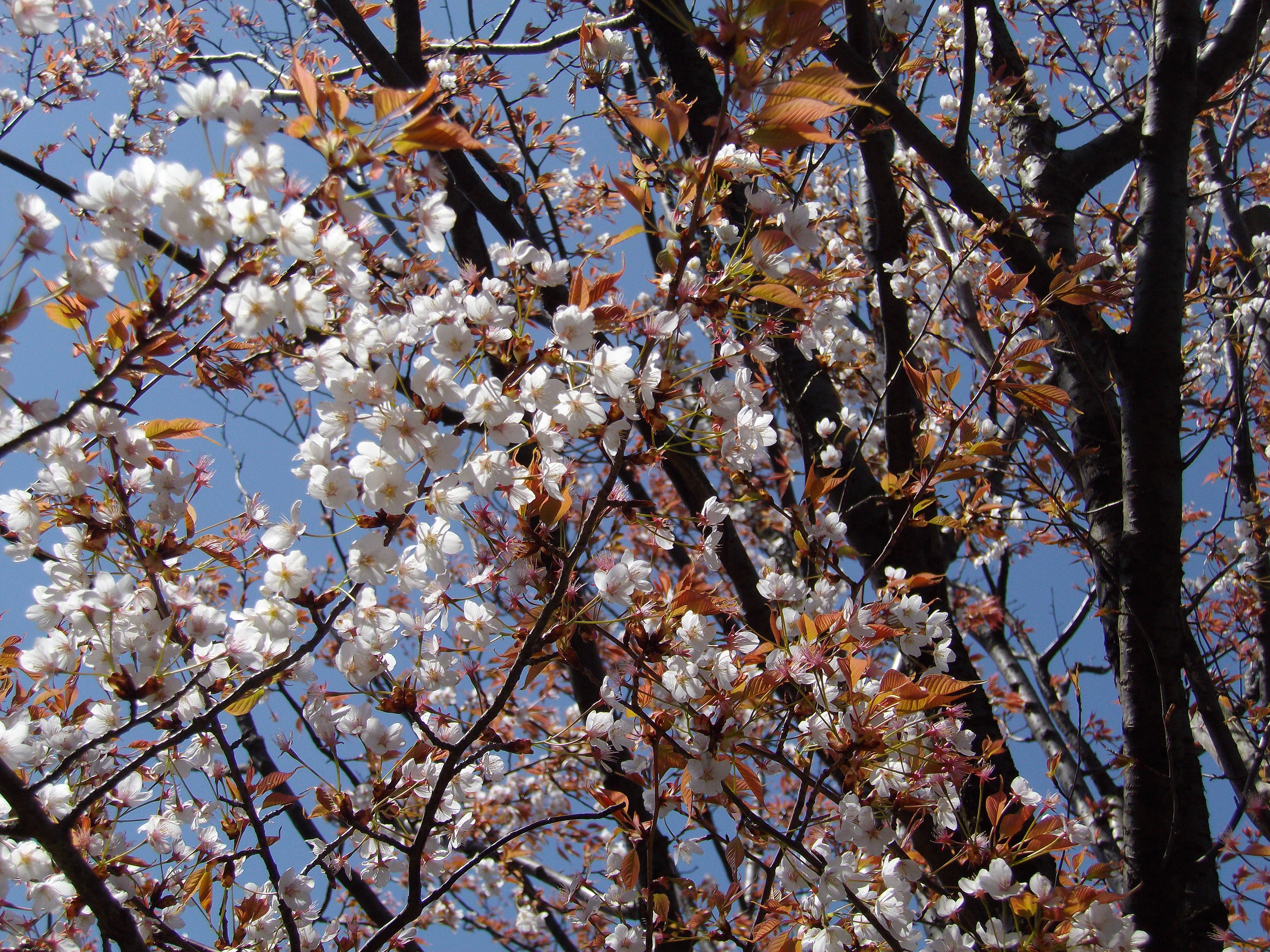 ヤマザクラの写真2