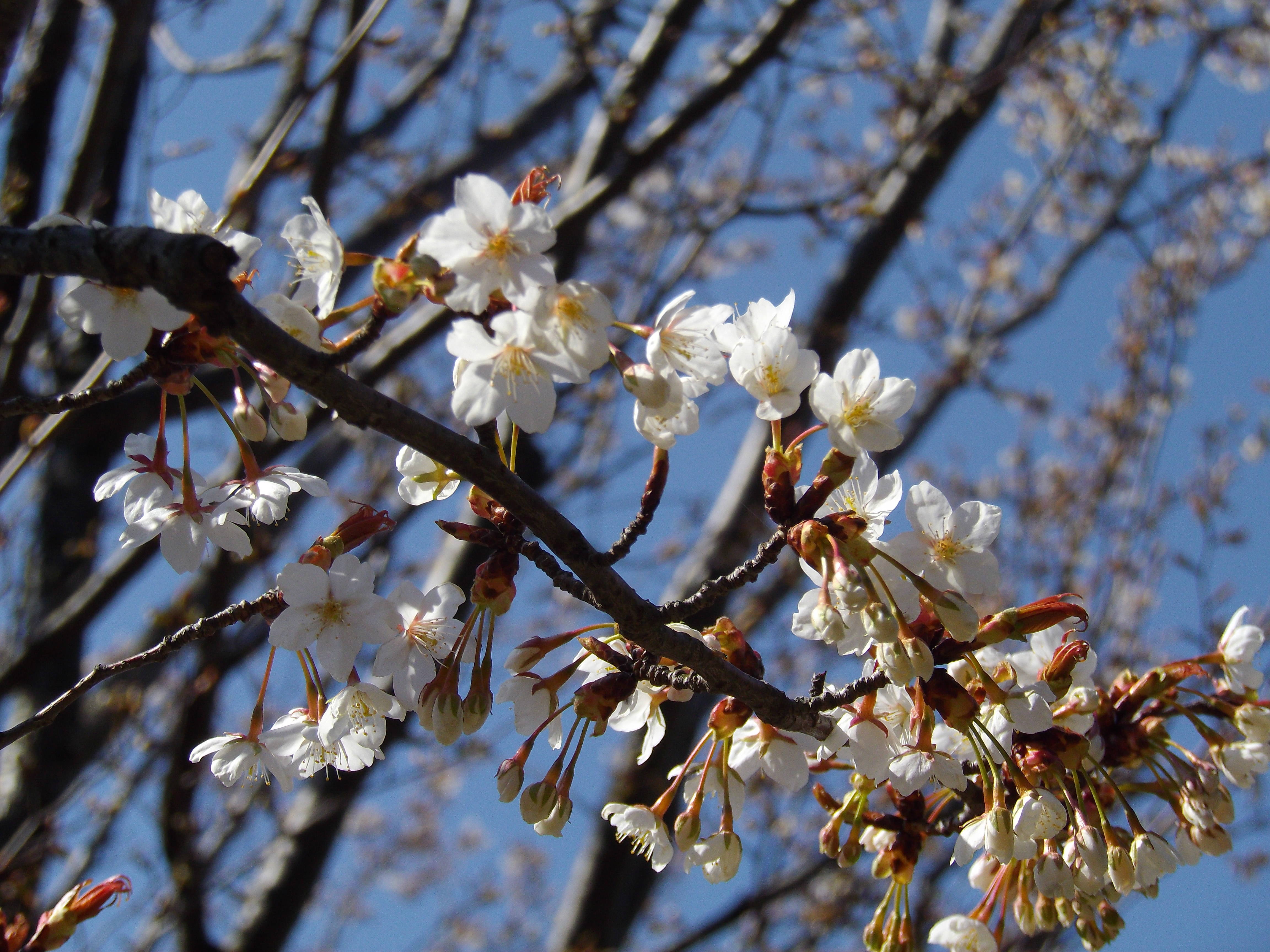 ヤマザクラの写真4