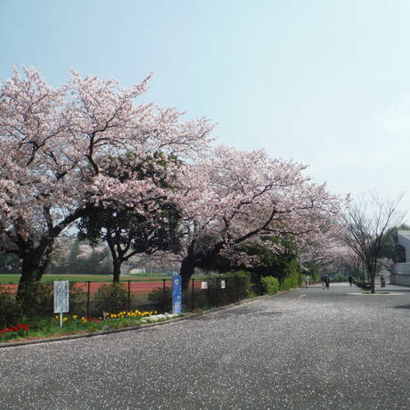 サクラ