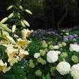 アジサイ