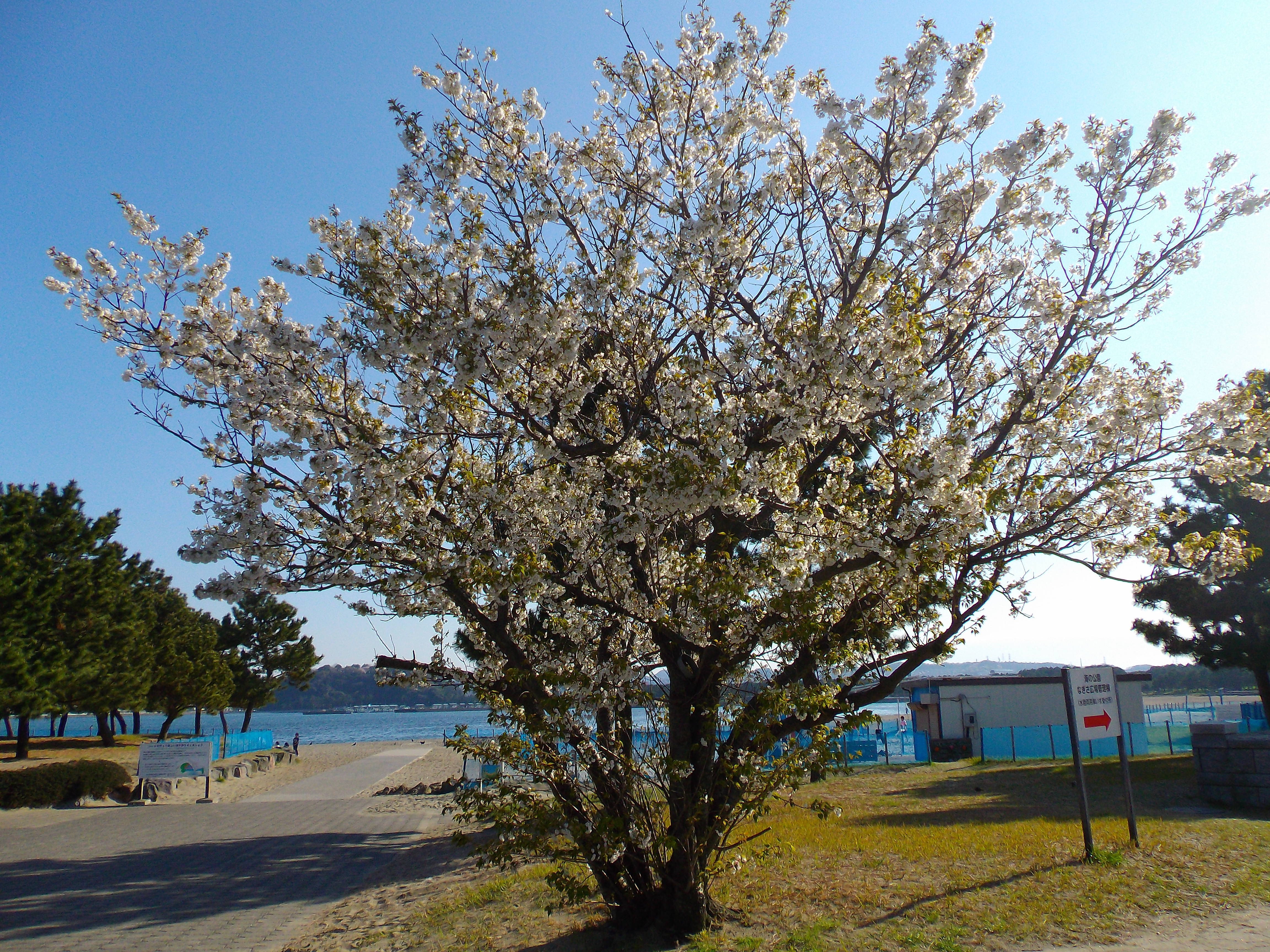 オオシマザクラの写真2