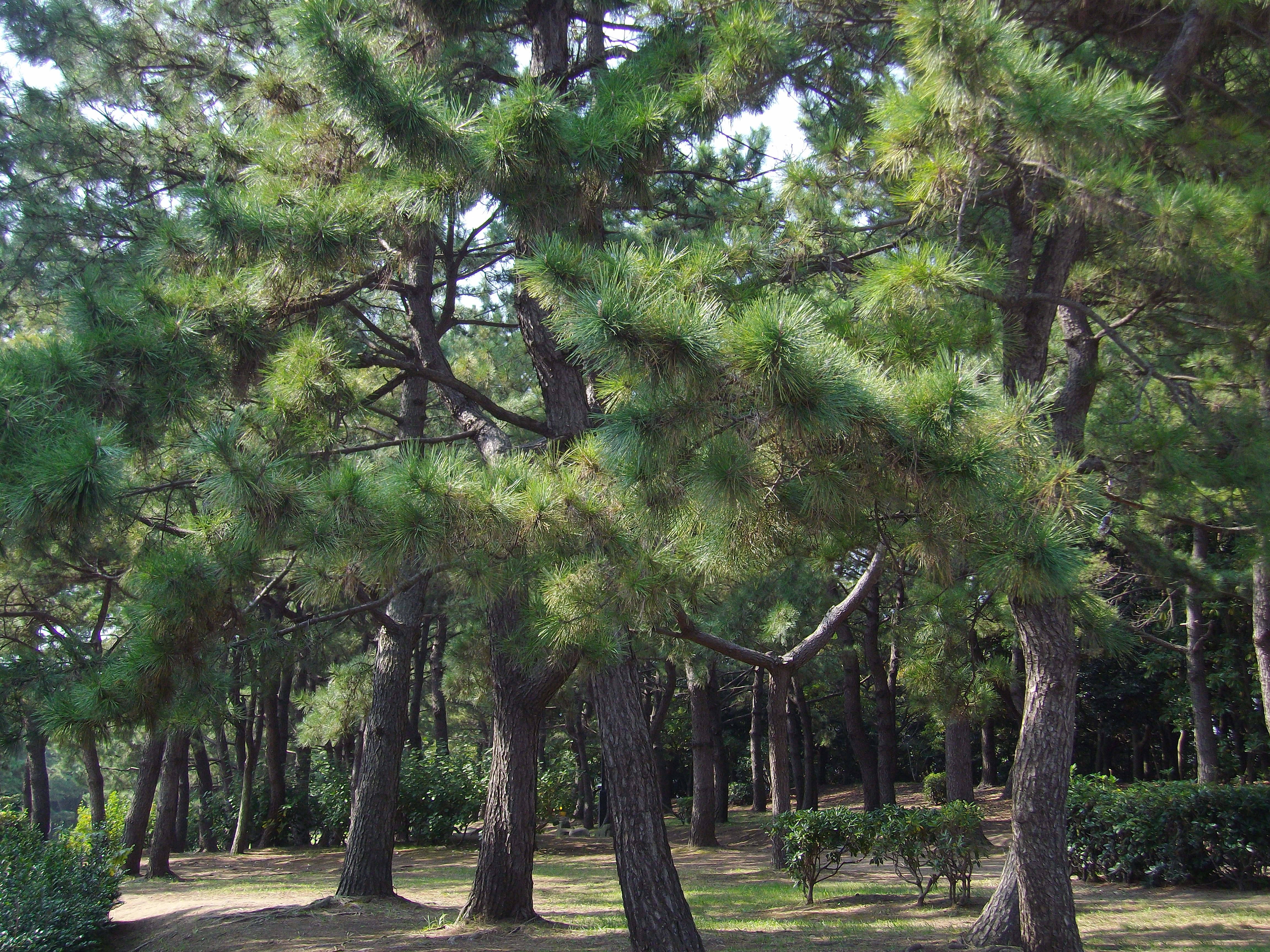 クロマツの写真2