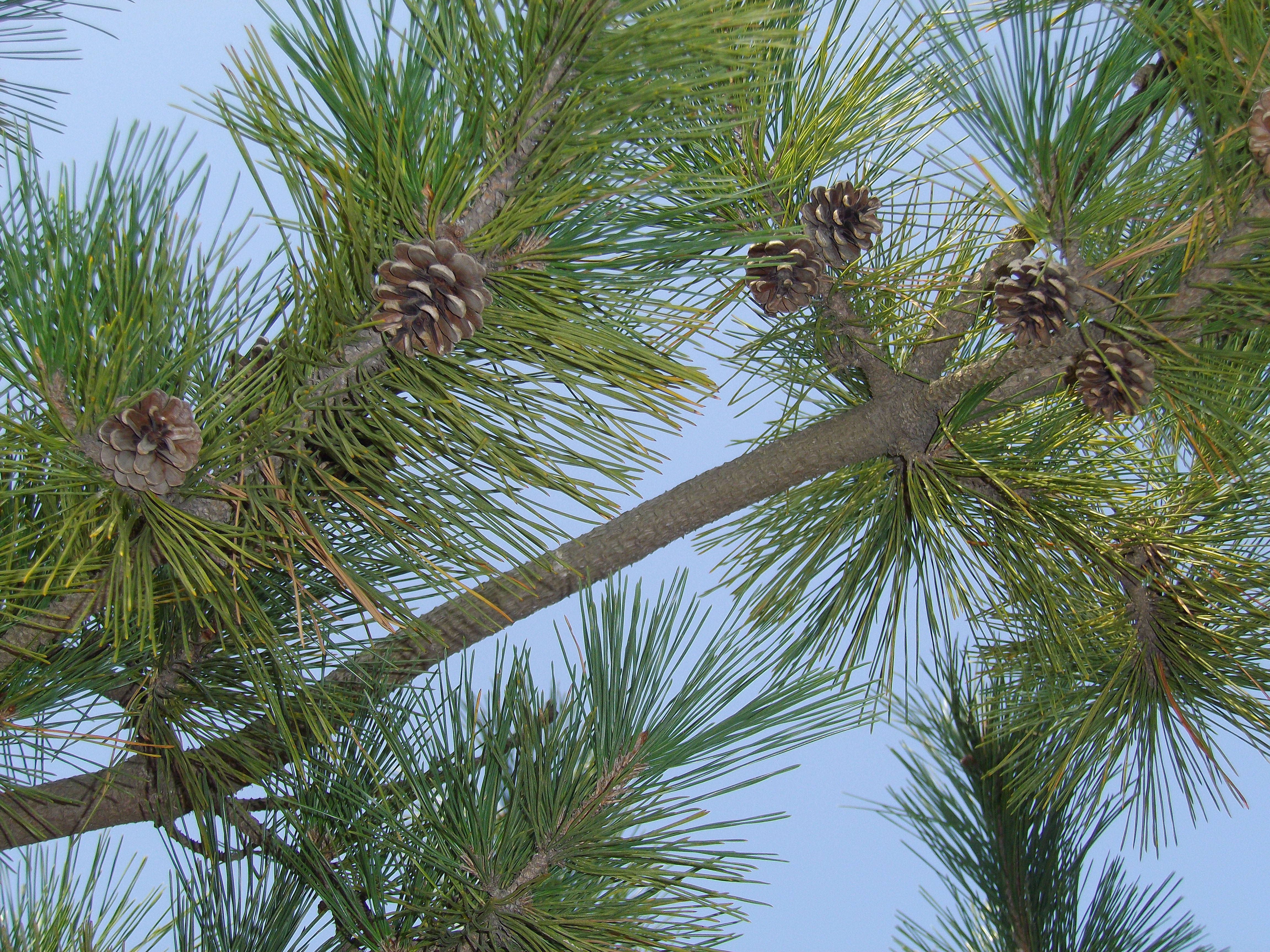 クロマツの写真5