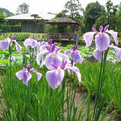 アヤメ・ハナショウブ