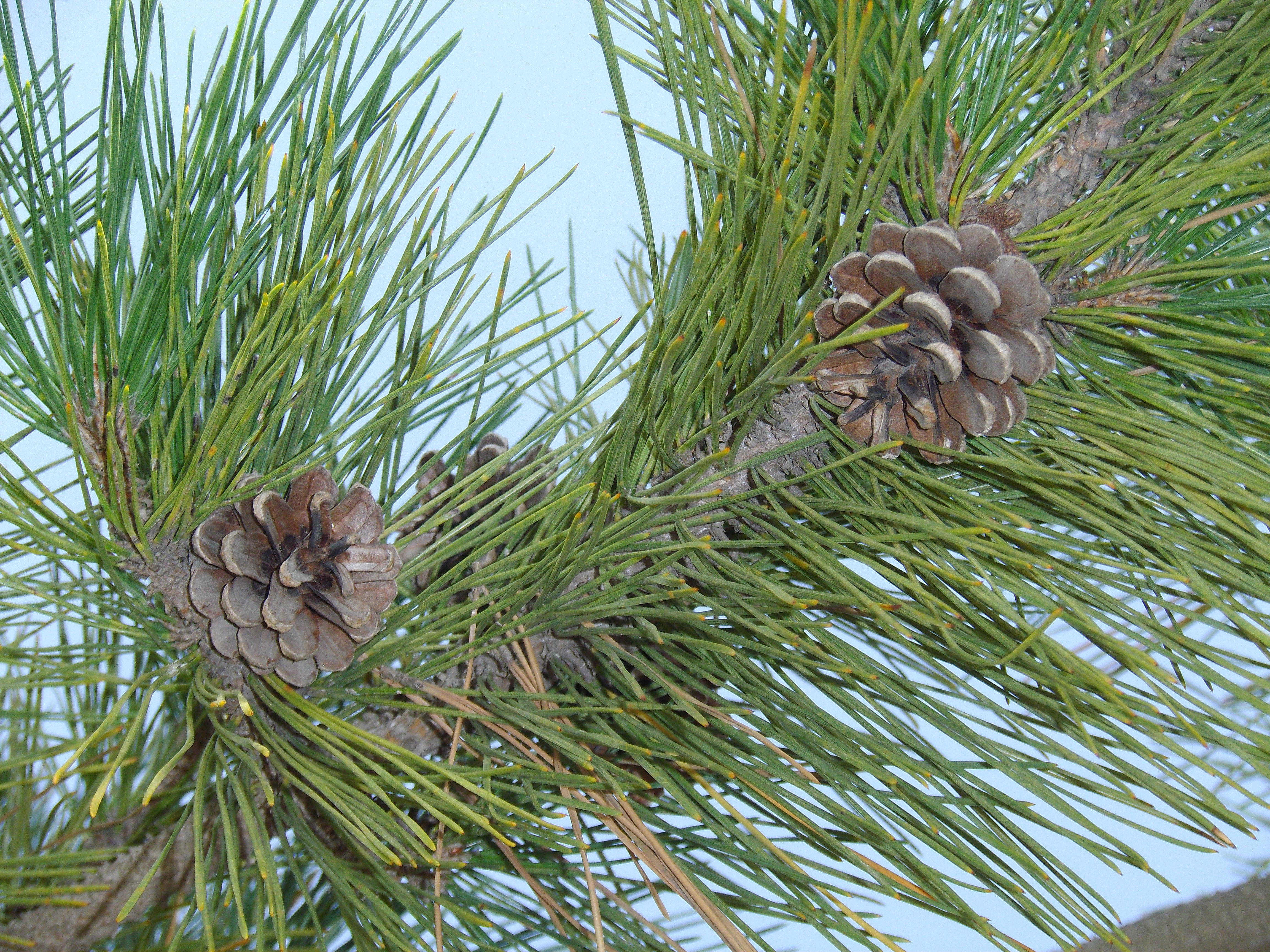 クロマツの写真3