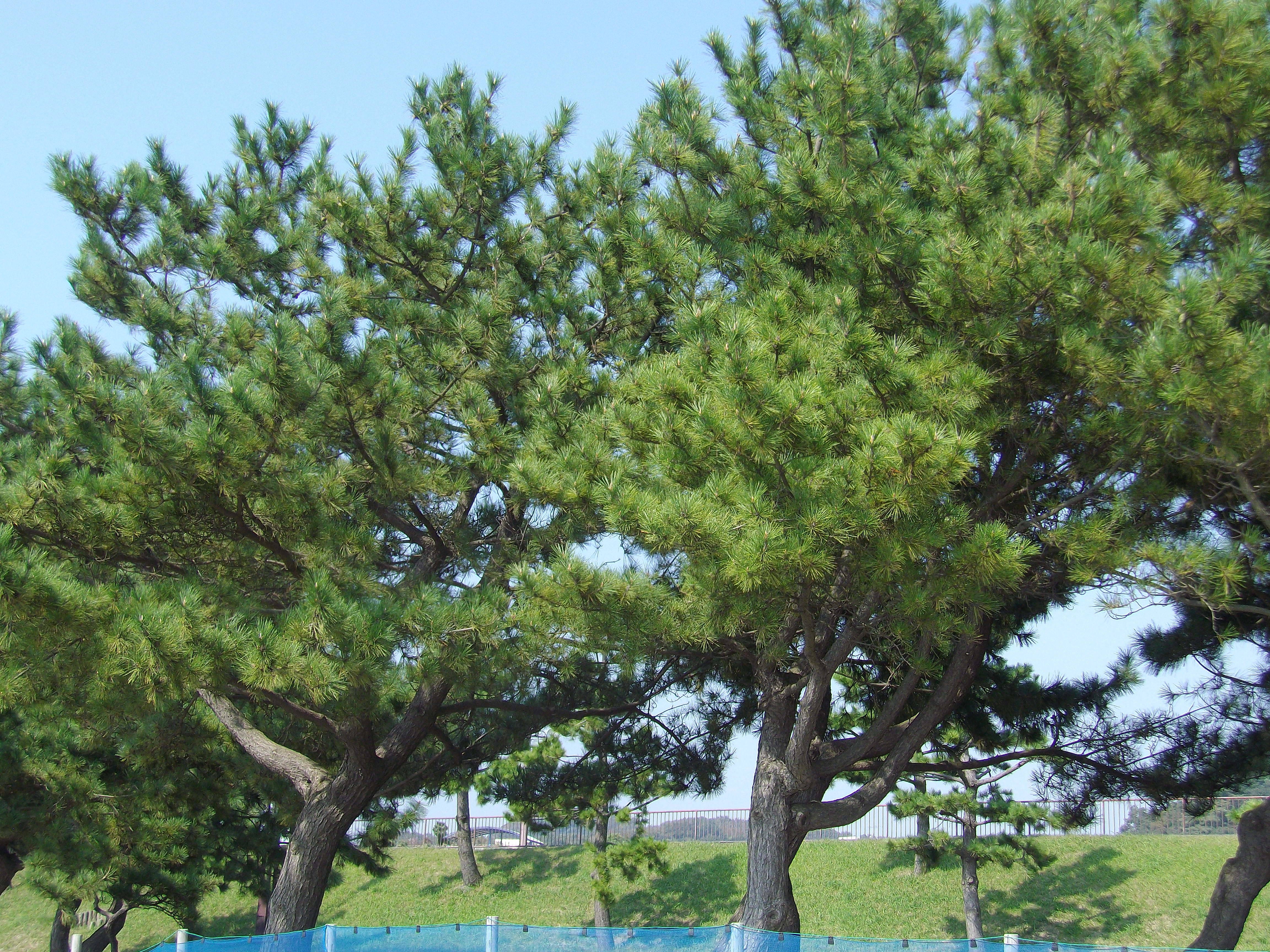 クロマツの写真1