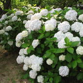 アジサイ