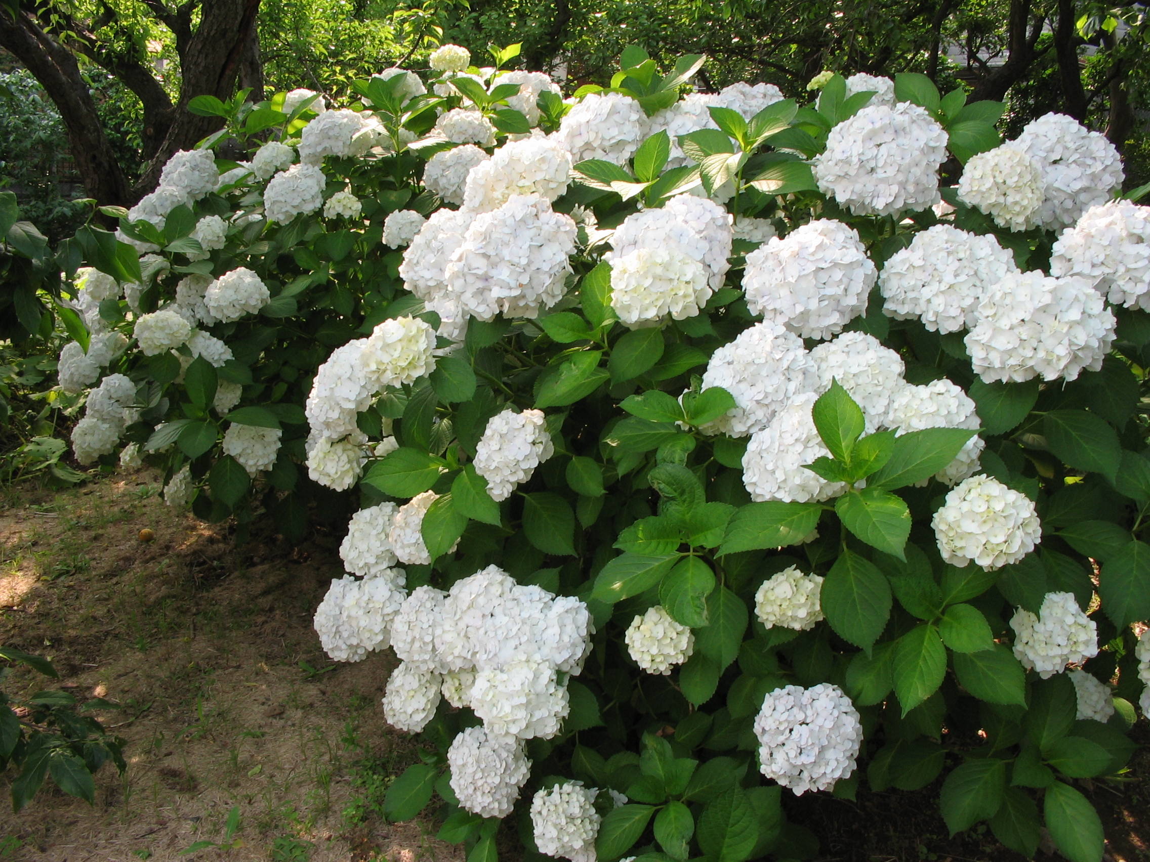 アジサイの写真1