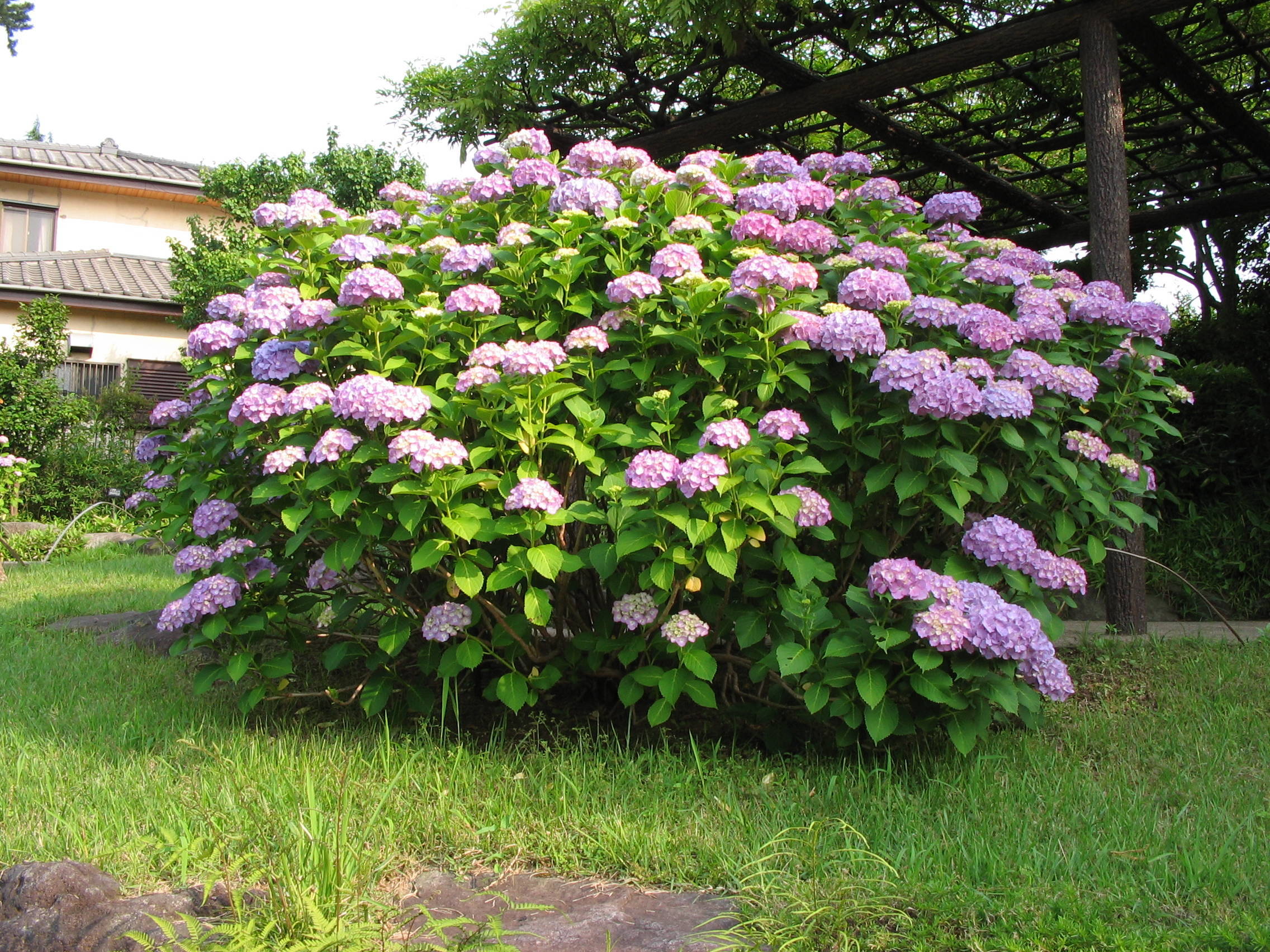 アジサイの写真2