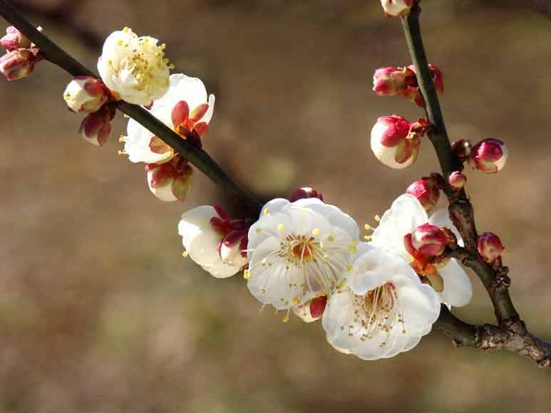 ウメの写真4