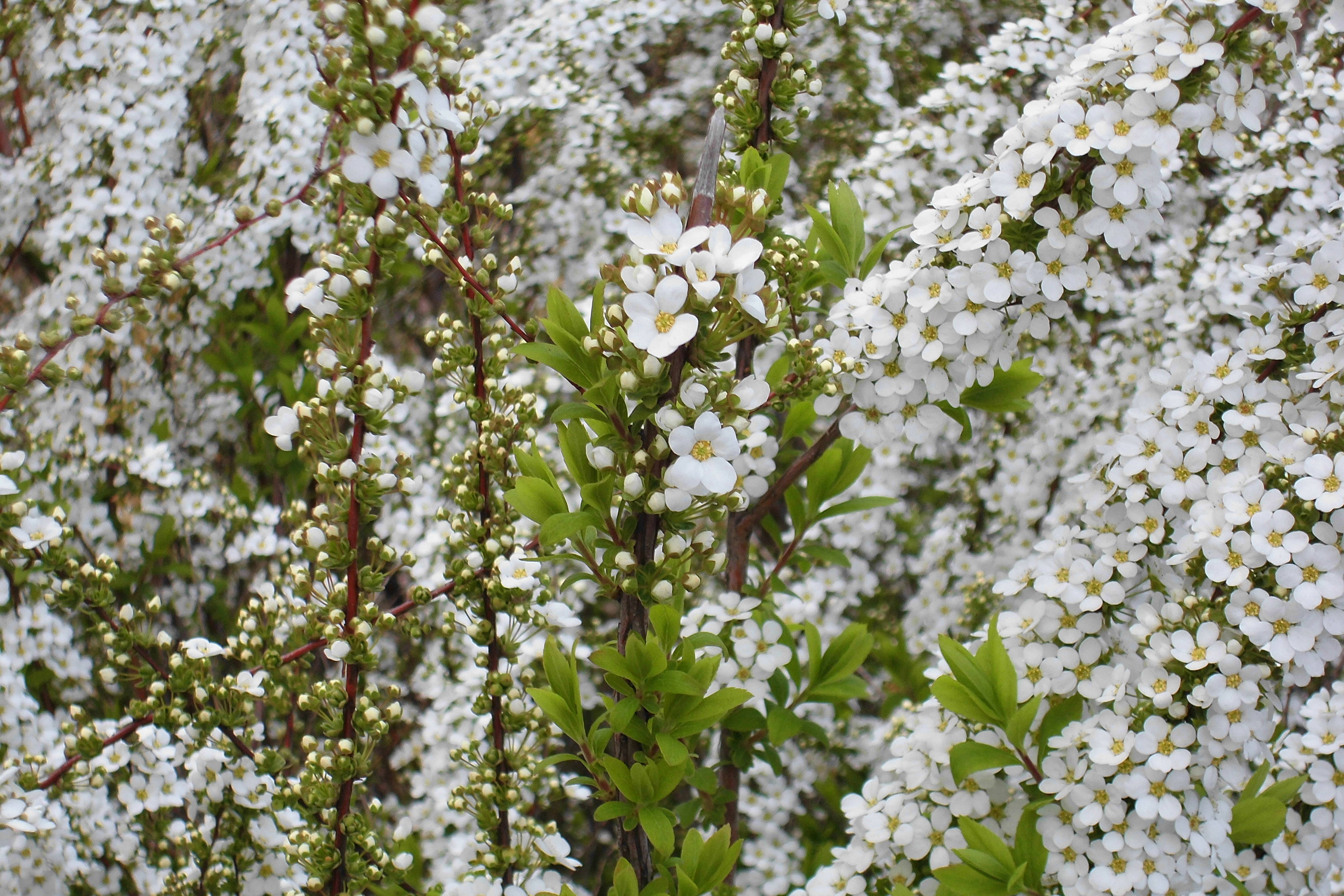 ユキヤナギの写真1