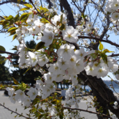 オオシマザクラ