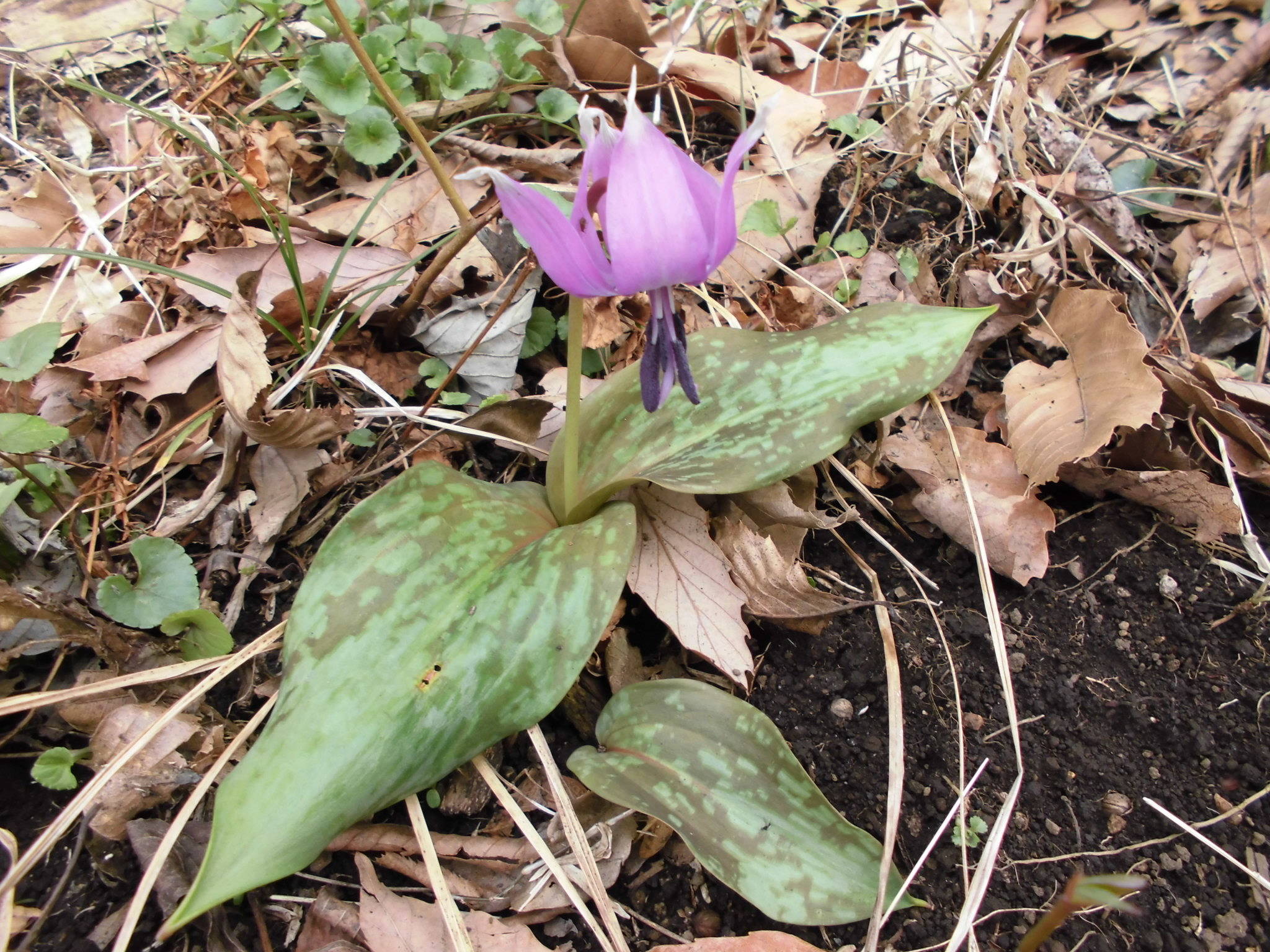 カタクリの写真2