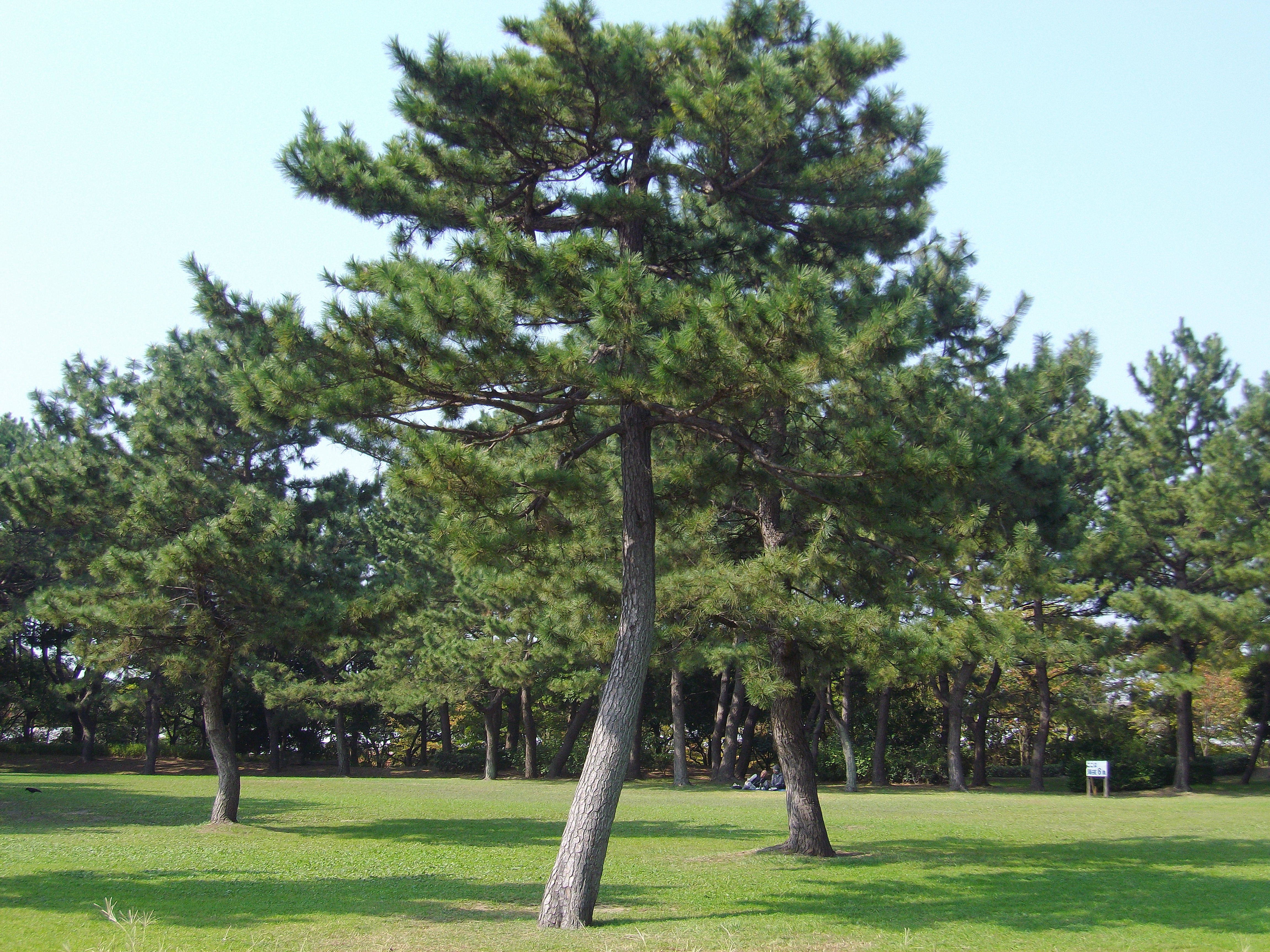 クロマツの写真4