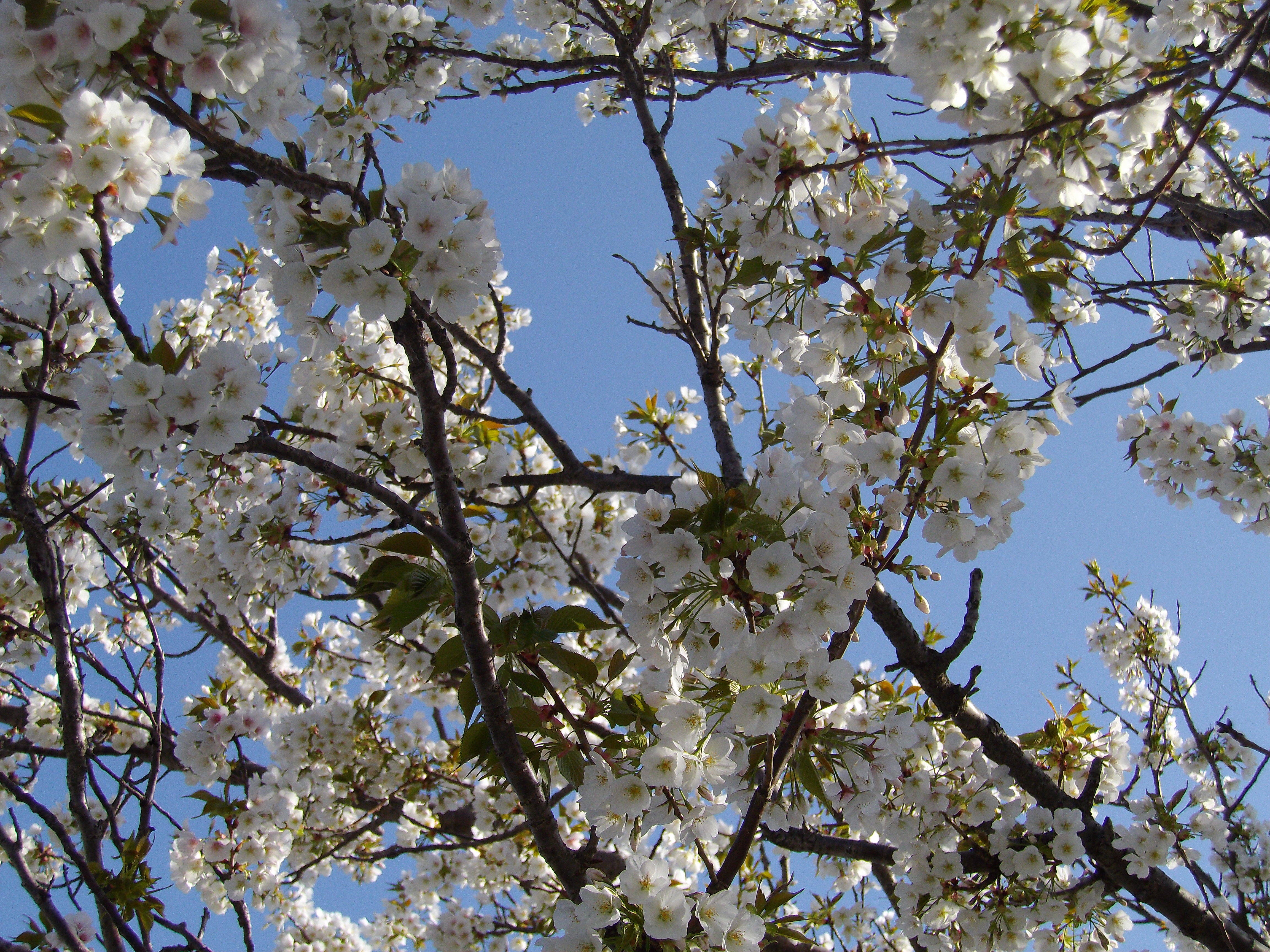 オオシマザクラの写真1