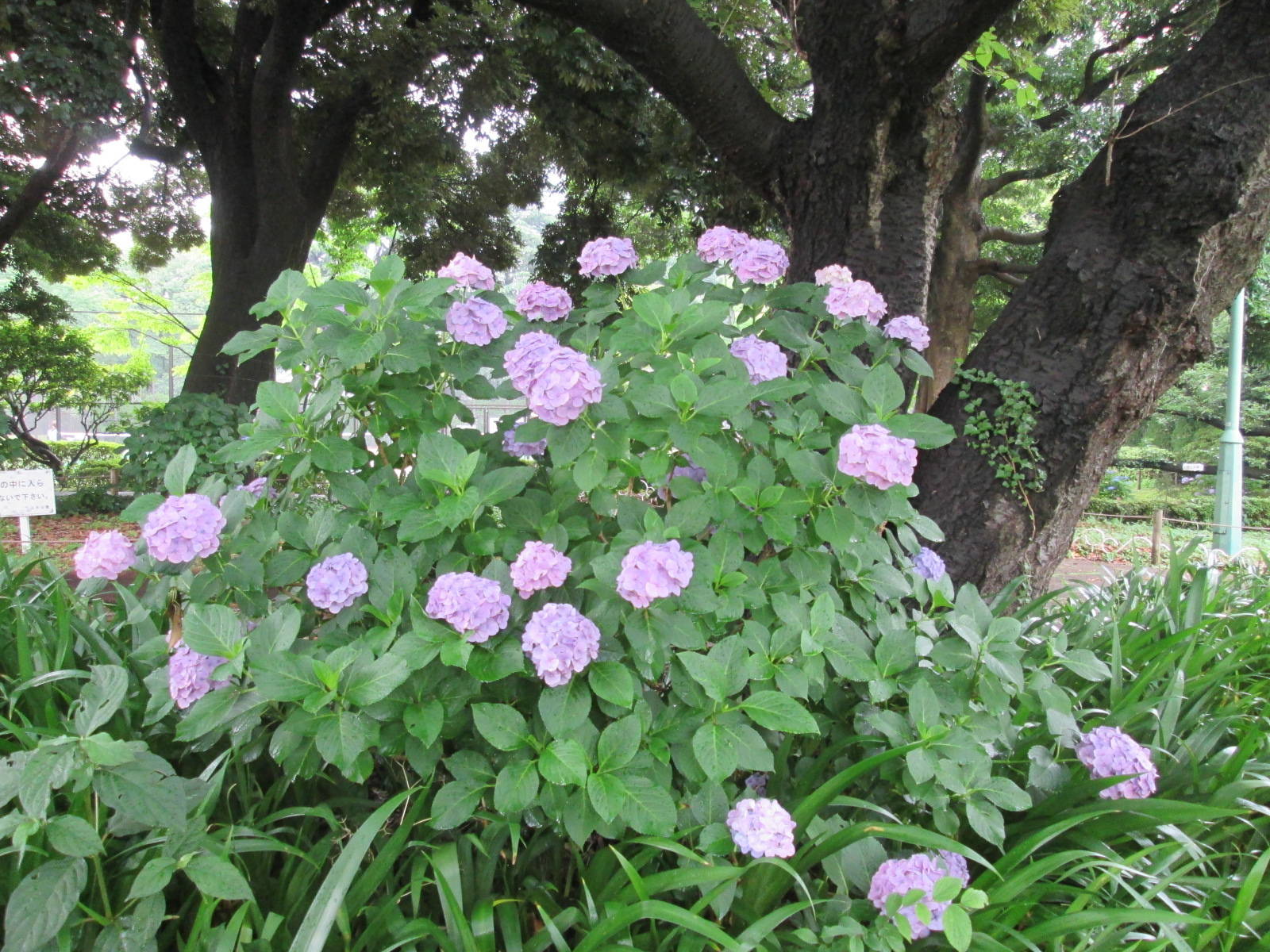 アジサイの写真1