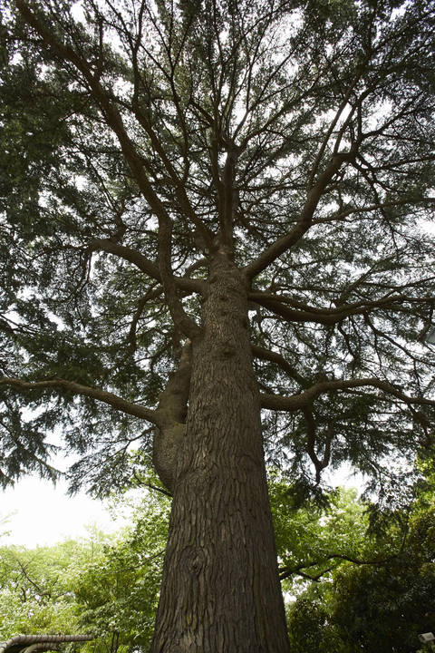 ヒマラヤスギの写真2