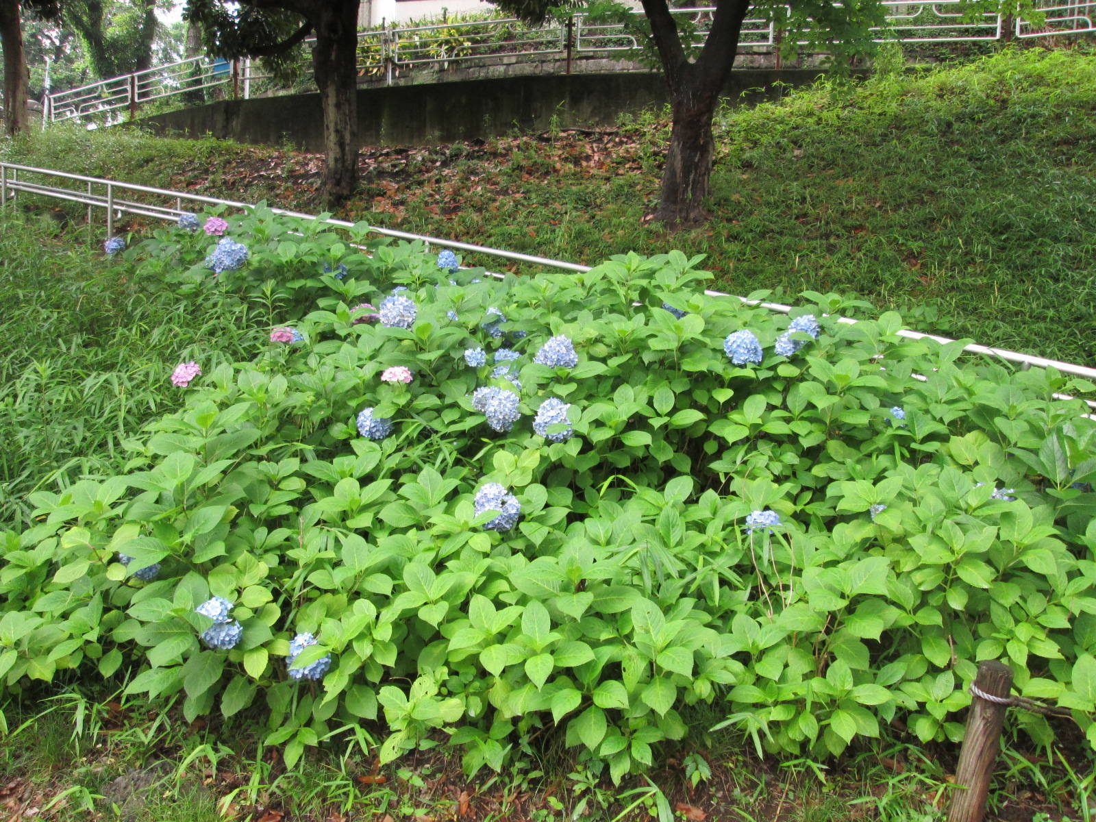 アジサイの写真2