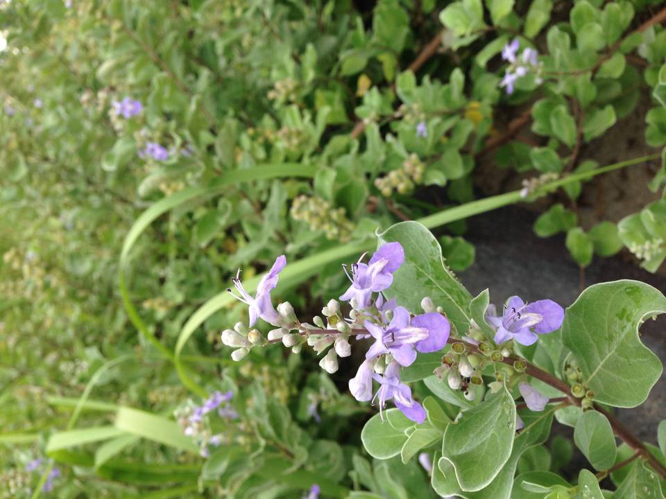 ハマゴウの写真1