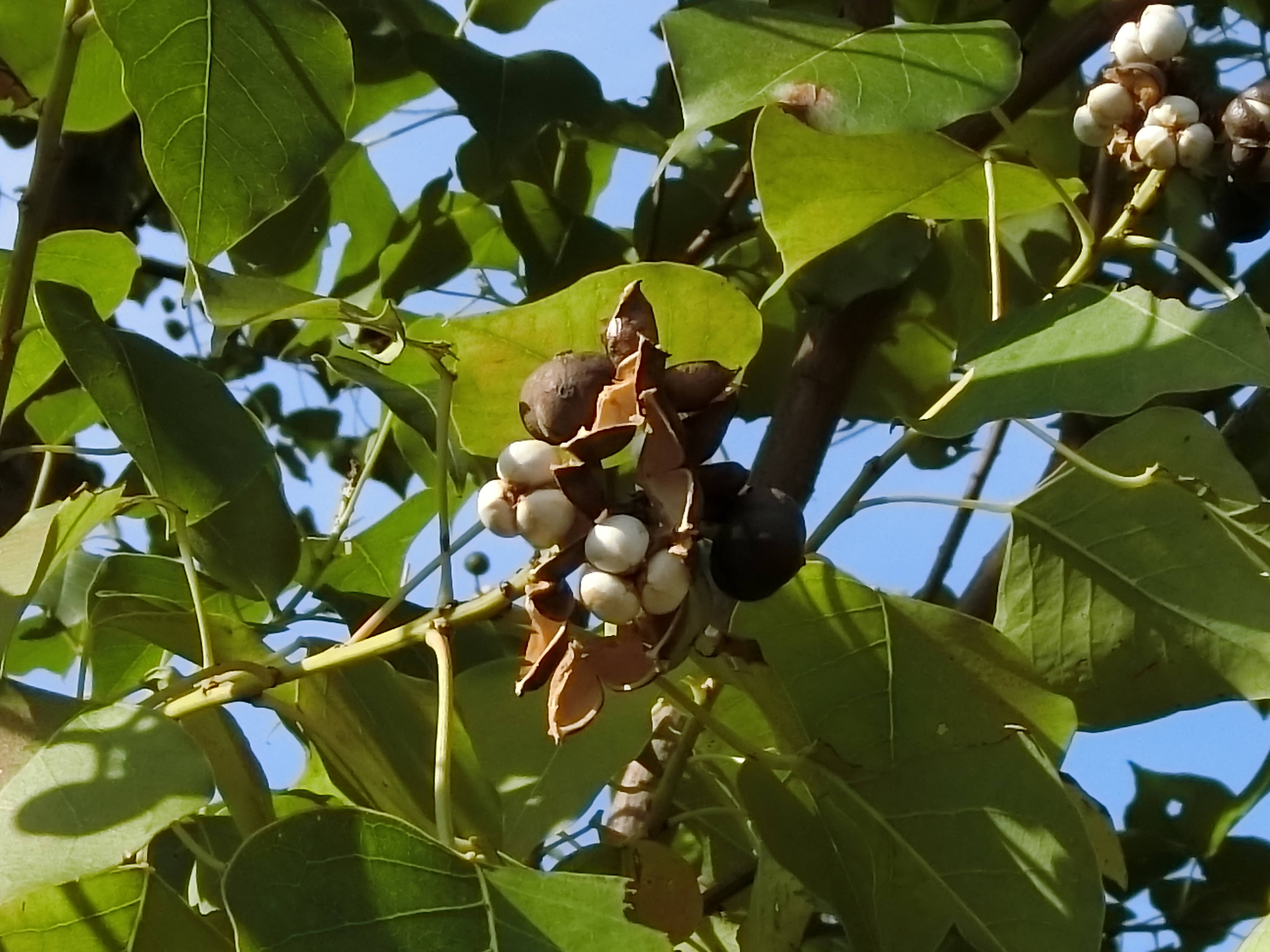 ナンキンハゼ|本牧市民・臨海公園|植物紹介 よこはま 公園・スポーツ