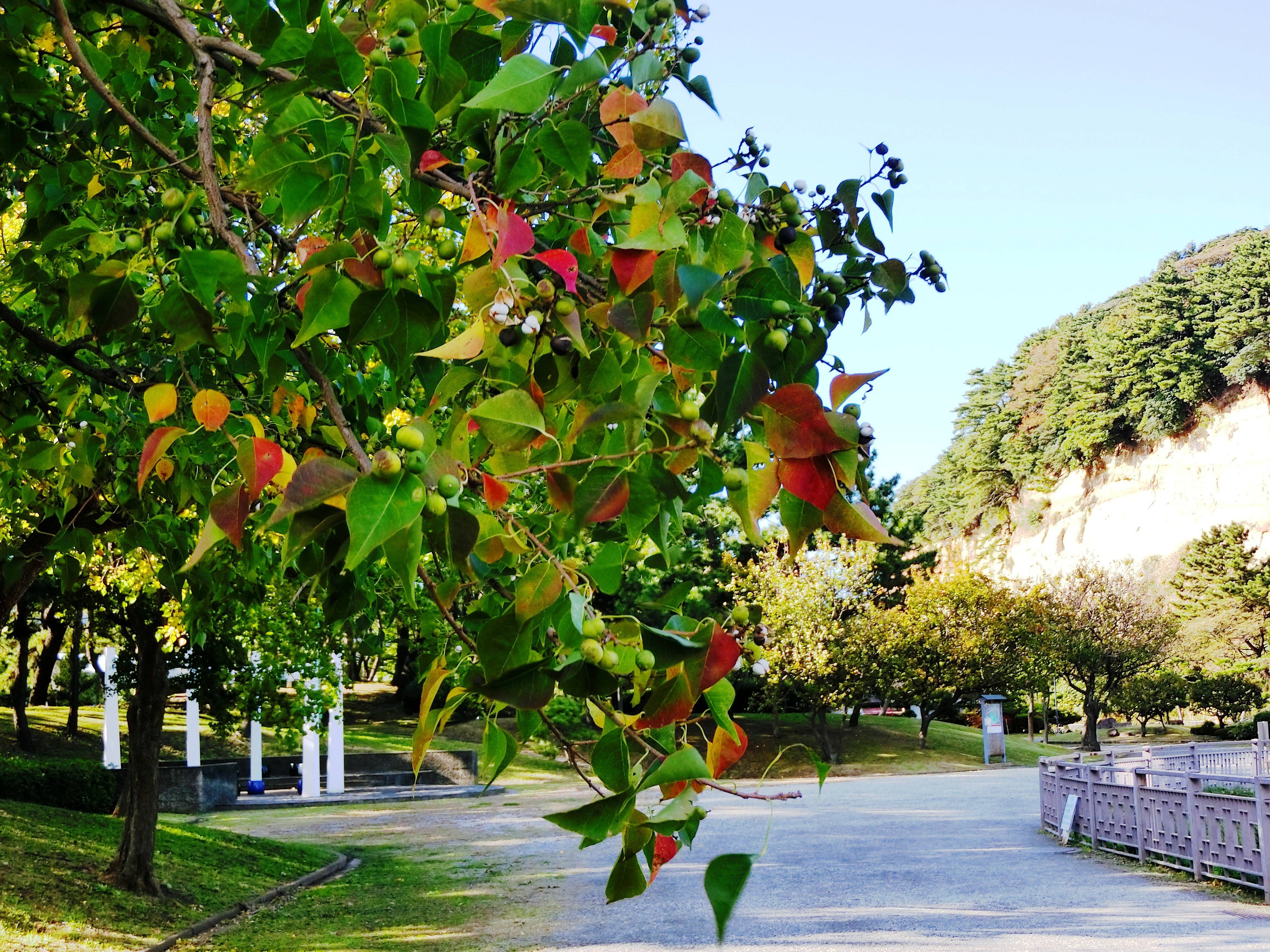 ナンキンハゼ|本牧市民・臨海公園|植物紹介 よこはま 公園・スポーツ